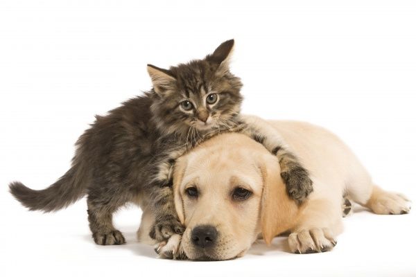 12 пород собак, которые подружатся с вашей кошкой