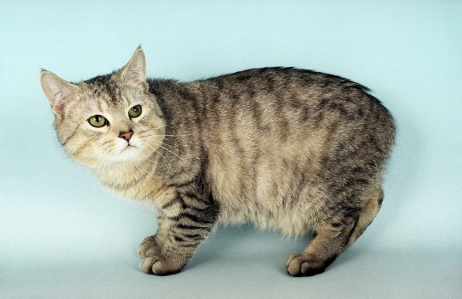 Коты-долгожители: 10 пород, которые могут прожить долгую жизнь