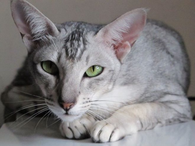 Ориентальная кошка: милые фото и описание породы