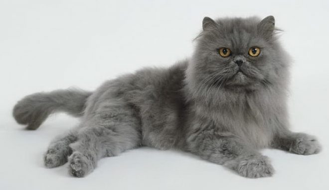 Коты-долгожители: 10 пород, которые могут прожить долгую жизнь