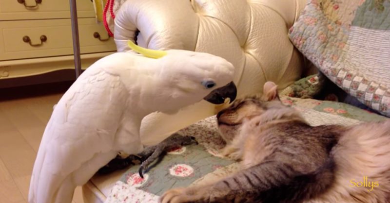 Стеснительный попугай знакомится с кошкой! Милая история дружбы