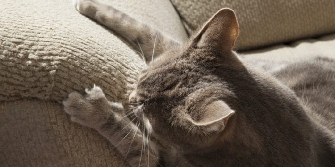 Мгновения радости: 10 вещей, которые очень любят коты и кошки