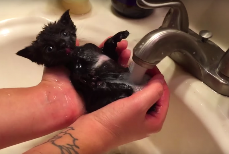 Котенок, сломавший систему: этот малыш обожает принимать ванну