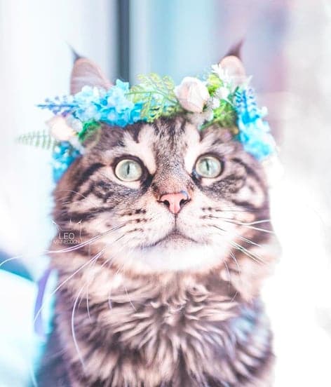 На стиле: 13 очаровательных портретов кошек-модниц