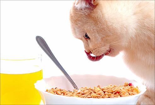 Лакомства для кошек: угощение не во вред