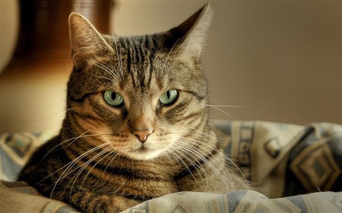 5 доказанных наукой фактов, что котики продлевают человеку жизнь