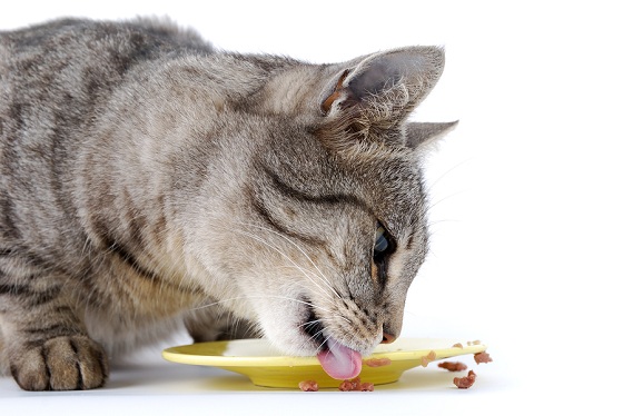 Лакомства для кошек: угощение не во вред