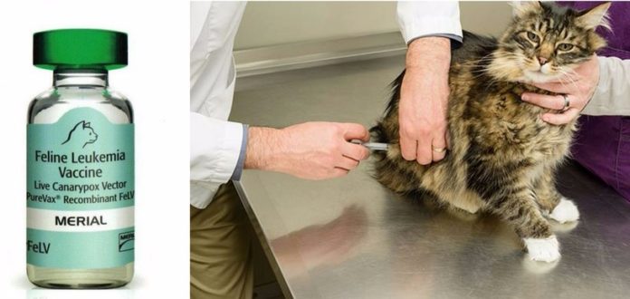 Что такое иммунодефицит у кошек и насколько он опасен для человека