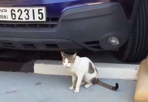 В Дубае уличная кошка с сердечком на шерсти просила ласки
