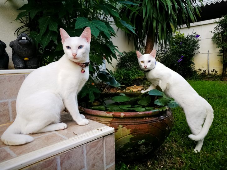 Описание тайской кошки као мани