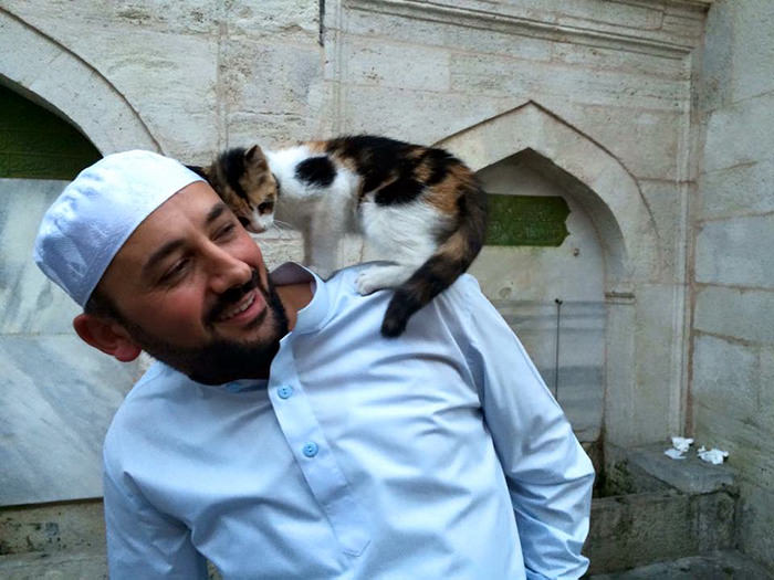 Историческая мечеть Стамбула вновь открывает двери для бездомных кошек