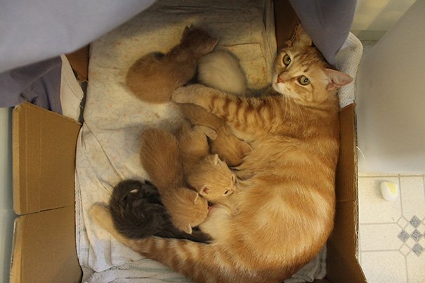 Вот так выглядят идеальные кошачьи семейства