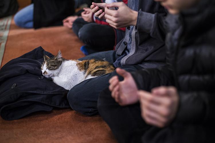 Историческая мечеть Стамбула вновь открывает двери для бездомных кошек