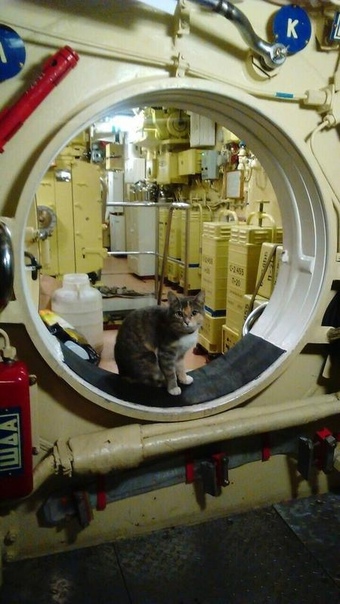 Котята рожденные на глубине 200 м, станут новыми талисманами ВМФ России