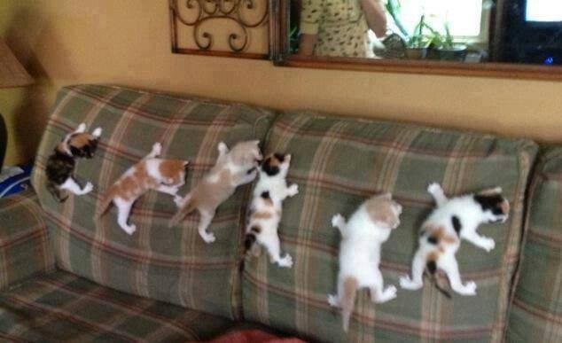 Кошки, которые так и не научились пользоваться диваном