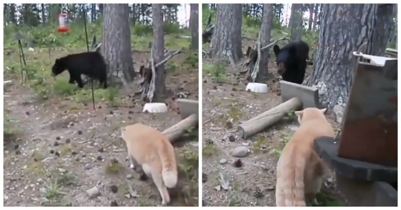 Как рыжий кот на медведя охотился