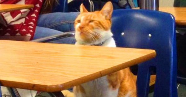 Кот ученый! В Калифорнии кота приняли в высшее учебное заведение