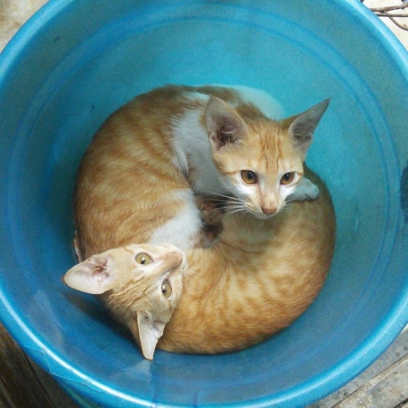 Коты в жидком агрегатном состоянии