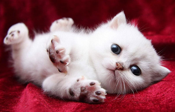 17 самых мимимишных котят для тех, кому хочется поднять себе настроение