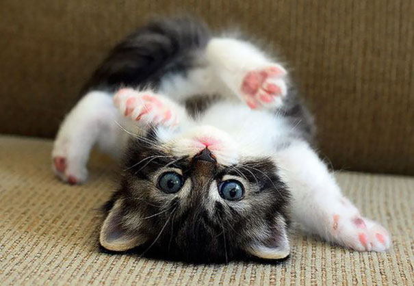 17 самых мимимишных котят для тех, кому хочется поднять себе настроение