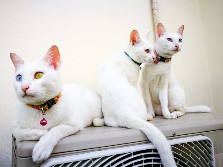 Порода кошек као-мани – бриллиант Таиланда