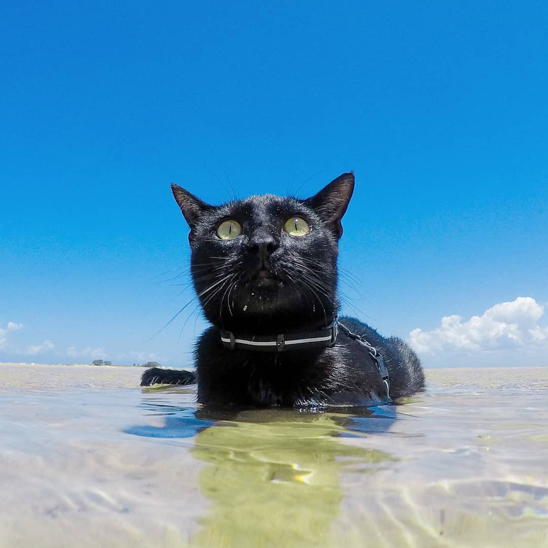 О кошке по кличке Натан, которая ломает стереотипы своим пристрастием к плаванью