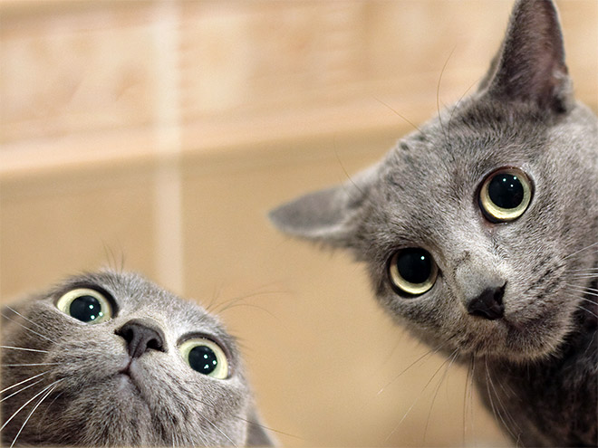 10 забавных случаев, когда коты научились делать селфи