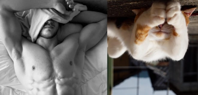 15+ котов, которые с легкостью затмят любых парней-моделей