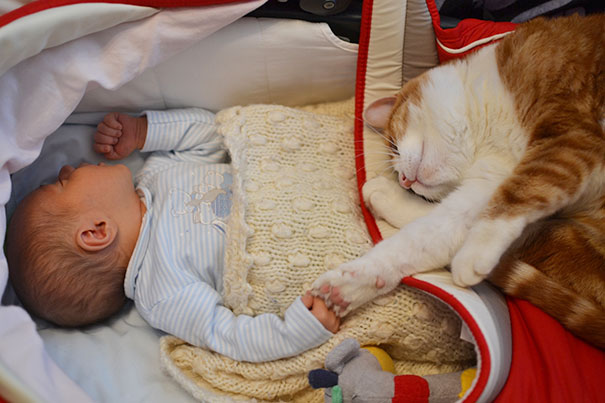 17 альтернативных причин, почему каждому малышу нужна кошка