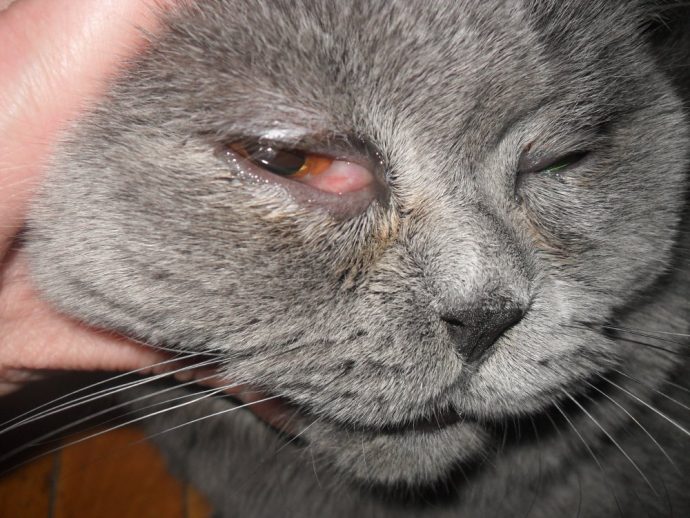 Распространенные болезни кошек: симптомы и лечение