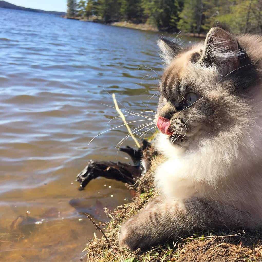 Хмурые взгляды этого кота покорили Интернет, и теперь он звезда Instagram