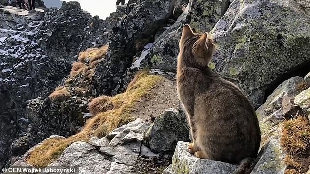 Альпинист поднялся на тысячи метров, и обнаружил на вершине горы котика