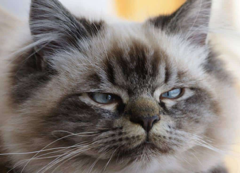 Хмурые взгляды этого кота покорили Интернет, и теперь он звезда Instagram