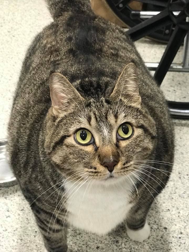 Кот Пончик искал новый дом, но был толст настолько, что ему пришлось худеть