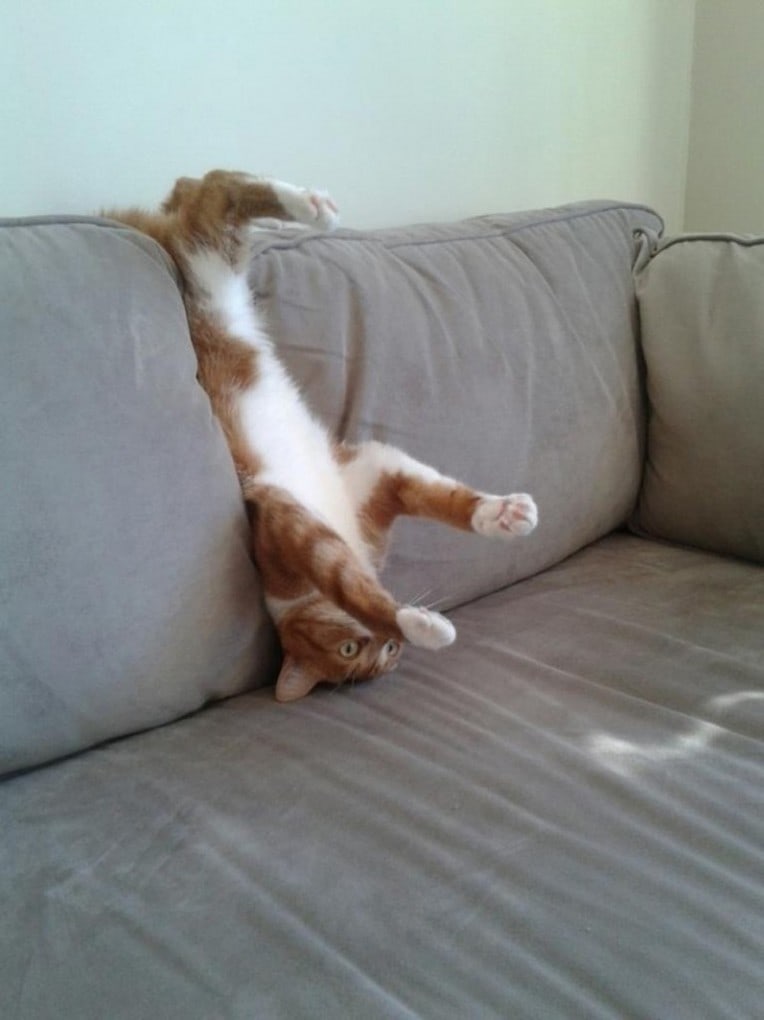 Кошки, которые так и не научились пользоваться диваном