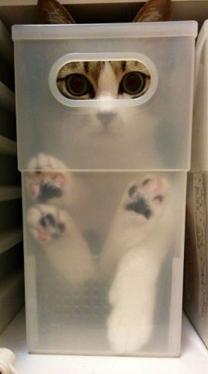 20 смешных фотографий кошек в коробках, вазочках и других труднодоступных местах
