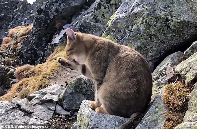 Альпинист поднялся на тысячи метров, и обнаружил на вершине горы котика