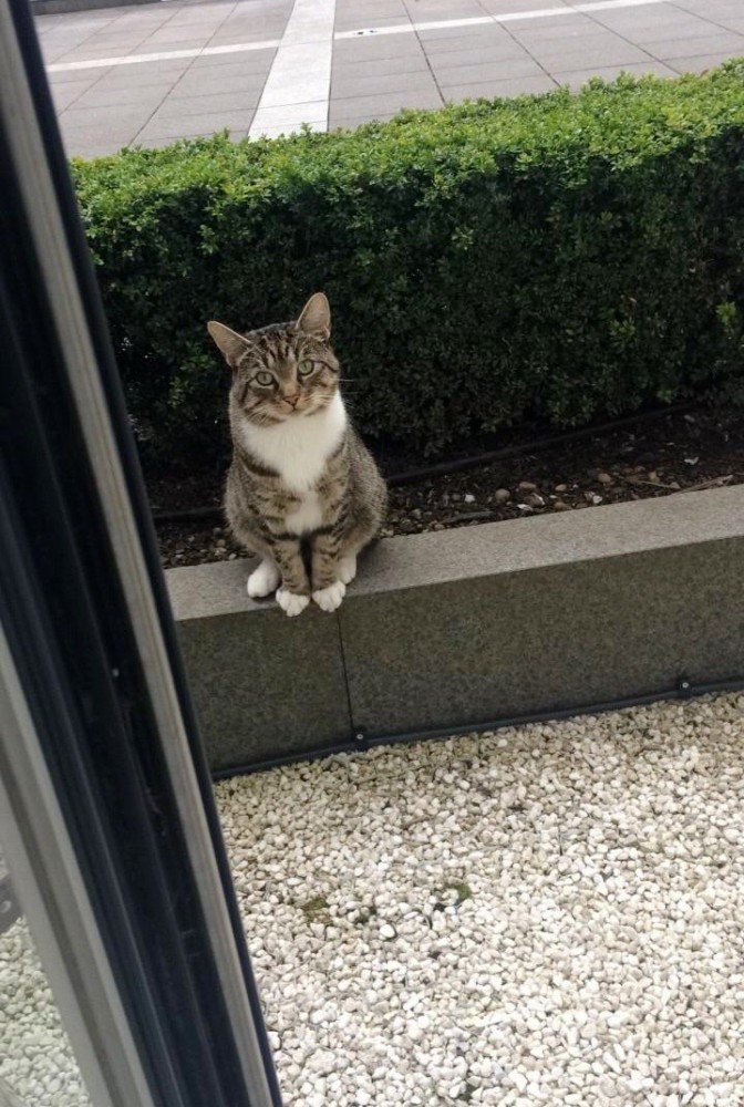 Кот подружился с кошкой-соседкой и ходит к ней каждый день