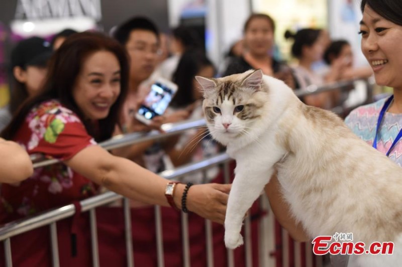 Кошачий бум в Китае: люди готовы на серьезные траты для удовольствия питомцев