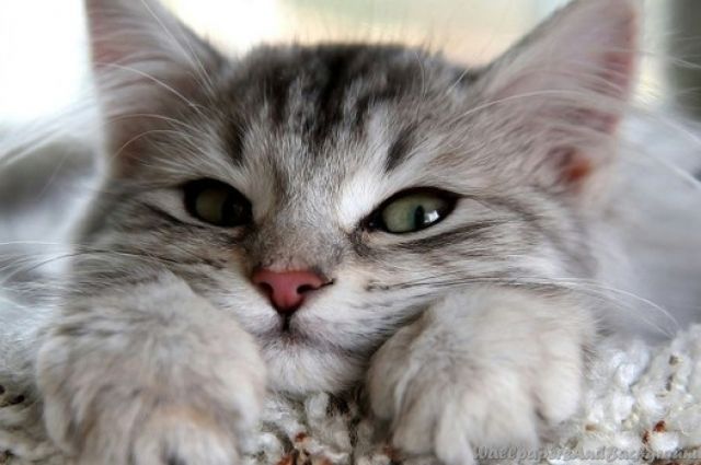 Ученые нашли причину, почему коты «мнут» лапками человека