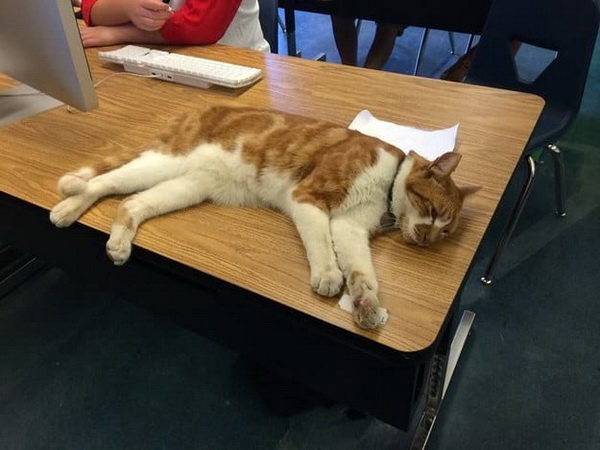 Кот ученый! В Калифорнии кота приняли в высшее учебное заведение