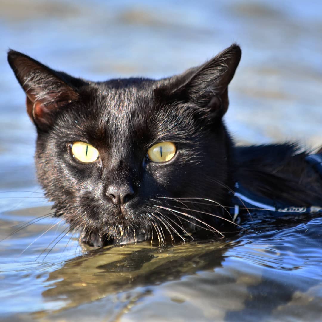 О кошке по кличке Натан, которая ломает стереотипы своим пристрастием к плаванью