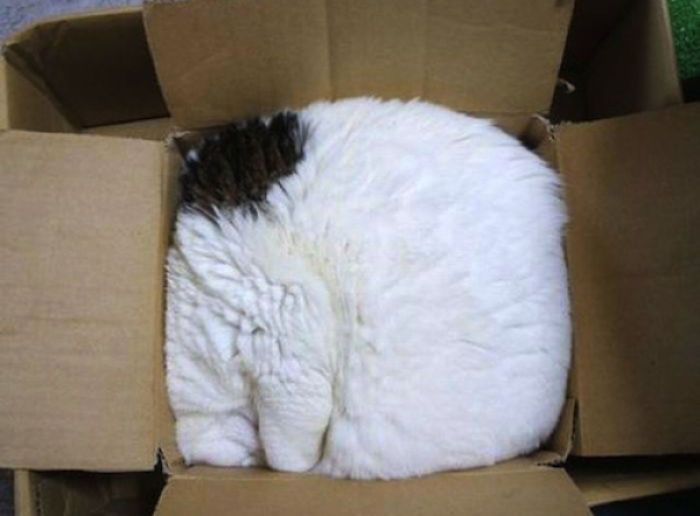 20 смешных фотографий кошек в коробках, вазочках и других труднодоступных местах