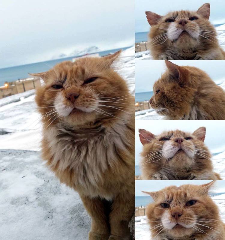 Кеша — единственный кот на норвежском архипелаге Шпицберген
