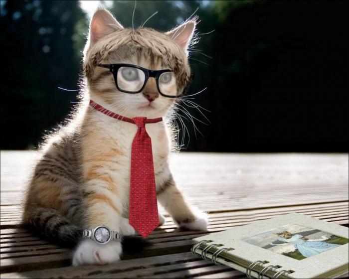 Смешные коты в очках