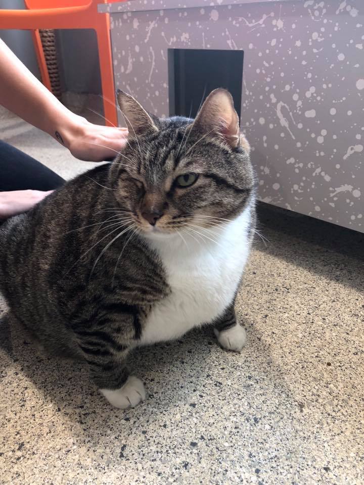 Кот Пончик искал новый дом, но был толст настолько, что ему пришлось худеть