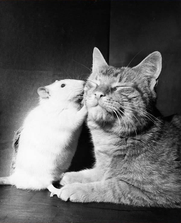 16 очаровательных фотографий, доказывающих, что дружба между котами и мышами возможна