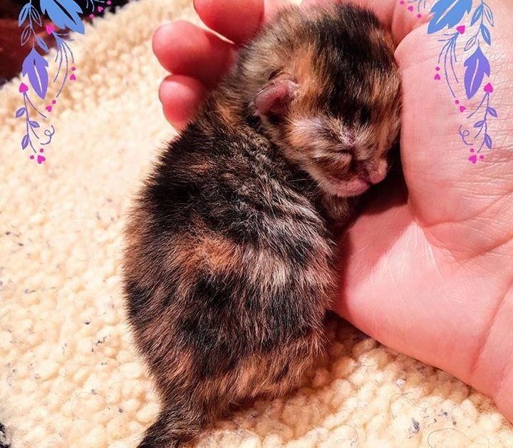 В Австралии люди выходили крошечного котенка, размером меньше ладони