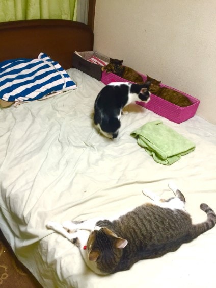Если ваши кошки не дают вам спать по ночам, то один японец придумал простой способ, как их усмирить