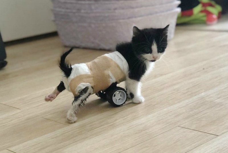 Котенку с парализованными лапками смастерили чудо-колесики